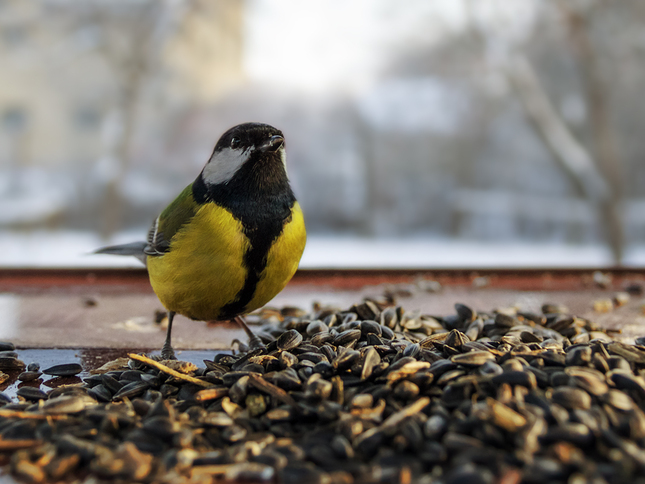 Parus major