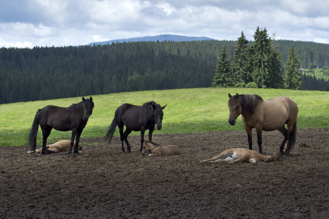 Hucul – potomok divého koňa