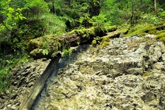 Prales