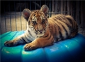 Tigger