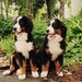 Ewa a Marley
