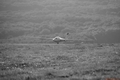 Landing_