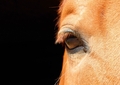 Horse eye_02