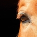Horse eye_02