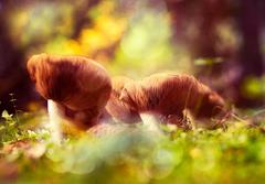 Welcome to Wonderland II