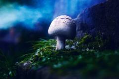 Rozprávková houbička II