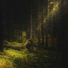 Škótsky čarovný les