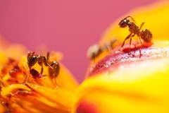 taká normálna rodinka :)