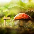 wonderland