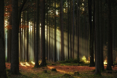 Čarovný les II