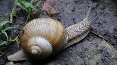 Slimmus plznikus.