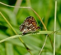 Motýlik