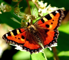 motýlik 2