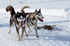 Mushing