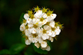 Biely kvet