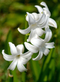 Biely kvet 2