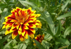 flower