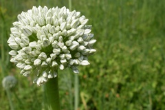 jako malé tulipány