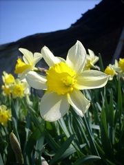 narcis