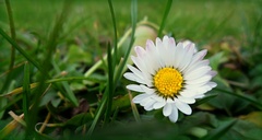 White surprise