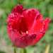 Tulipánik