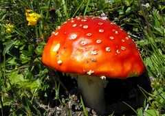 Muchotrávka