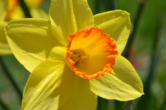 Narcis