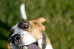 Psychodog!