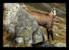Vysokohorská antilopa