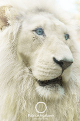 white Lion