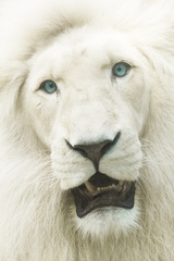 white Lion 2