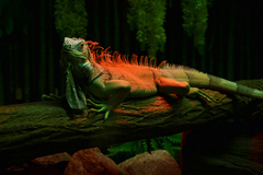 Leguan zeleny