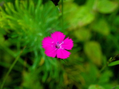 Dianthus carthusianorum
