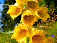 Digitalis grandiflora Mill