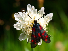 Zygaena filipendulae