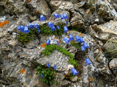 Campanula tatrae