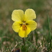 Viola lutea subsp. sudetica