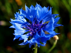 Centaurea cyanus