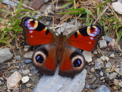 Inachis io