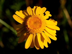 Cota tinctoria (L.) Gay