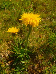 Pilosella macrantha