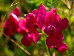 Lathyrus tuberosus