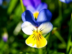 Viola tricolor