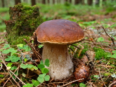 Boletus edulis