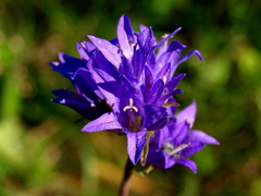 Campanula glomerata
