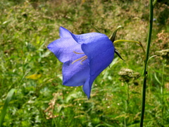 Campanula persicifolia L.