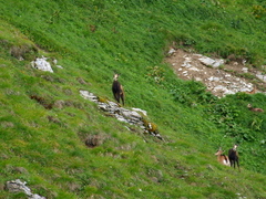 Malí zvedavci