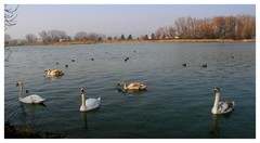 Swans