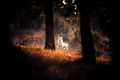 Light beyond darkness