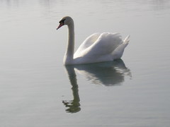 Labuť